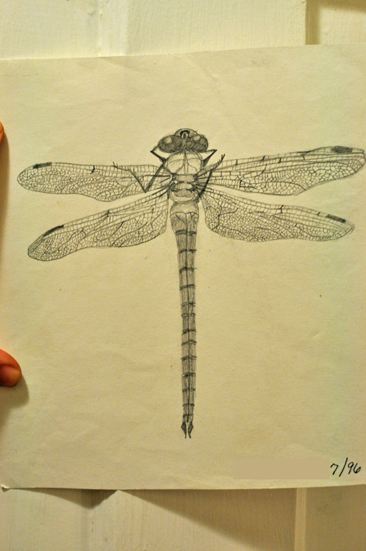 dragonfly