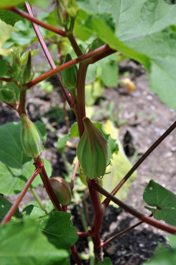 okra